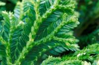 Selaginelle (détail)